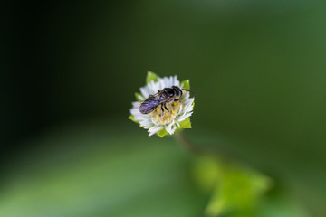 Bee in blur background - 127710445