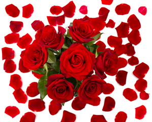 Red roses and petals on white background