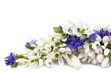 Beautiful snowdrops Galanthus nivalis and Scilla siberica(Siberian squill or wood squill) on white background