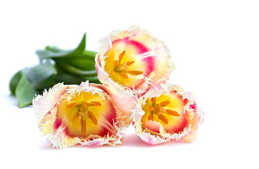 Obraz na płótnie Canvas Bouquet of tulips on white background