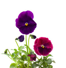 Pansies on a white background