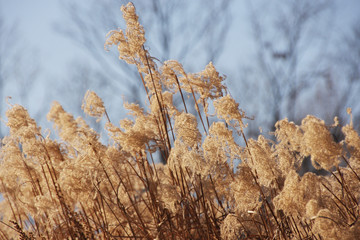 Dry grass flowers plant, meadow winter background.