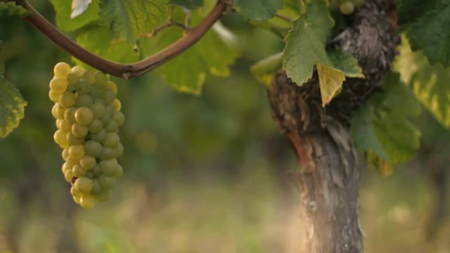 Tracking shot in vineyard. Find similar clips in our portfolio.