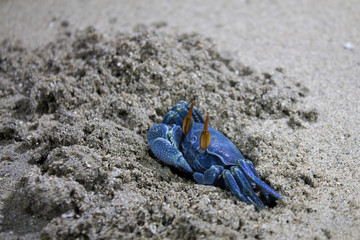 Blue Crab of Madagascar