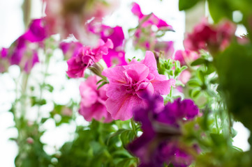 Colored petunia flowers in the garden