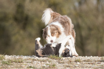 Border Collie Welpe spielt mit erwachsenem Hund