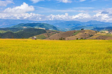 golden color Stepped rice filed in Chiang Mai, northern Thailand