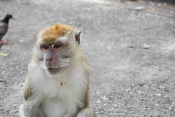 monkey nature in Thailand Closeup