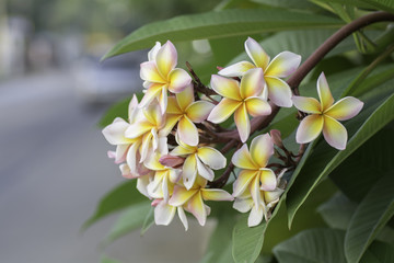 Fototapeta premium Plumeria on the roadside