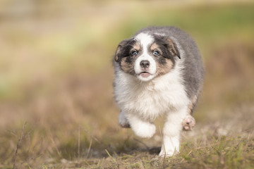 Spielender Border Collie Welpe