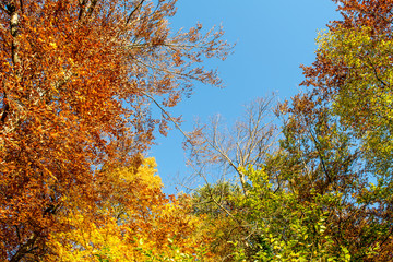 Autumn in the mountains.Trentino,Italy,October 29 2016, Brenta Dolomites rocky terrain Monte di Mezzocorona,autumn landscape