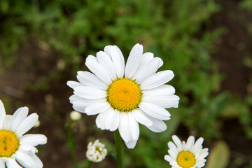 Obraz premium Flowering Meadow daisies. Medical fee. Useful properties of chamomile.