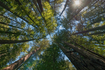 Redwood Forest, Orick, California
