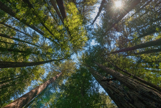 Redwood Forest, Orick, California © James