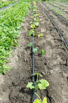 Summer marrow growing in the vegetable garden. Bio zucchini bush. Planting courgettes in vegetable gardening. Simple growing zucchini