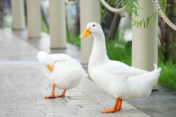Two white ducks.