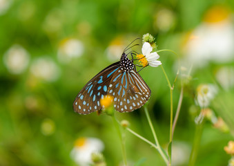 Dark Blue Tiger butterfly