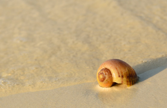 Sea shell and sand background