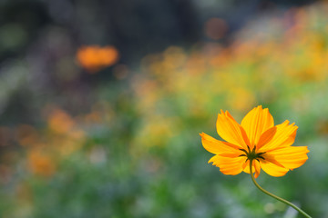 Yellow cosmos flower Soft focus.