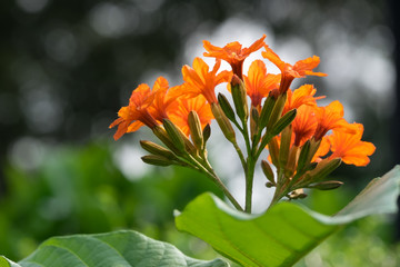 Cordia sebestena (Geiger Tree)