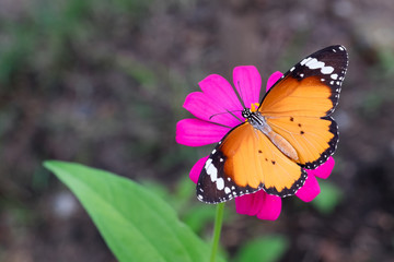 Butterfly and zinnia flower.