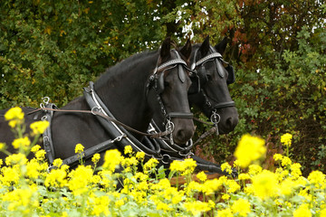 Friesen vor der Kutsche im bunten Herbst