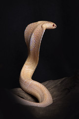 Fototapeta premium Albino cobra.
