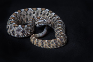 Rattlesnake.