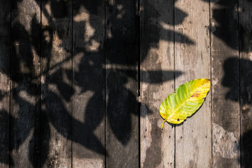 Dried leaf with tree shadow on old wooden walkway.