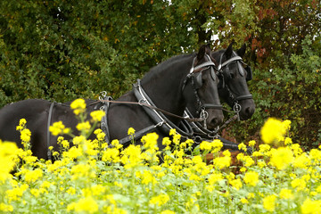 Friesen vor der Kutsche im bunten Herbst