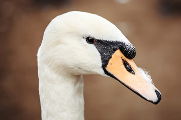 White mute swan