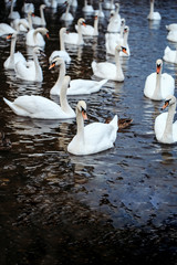 Obraz premium Mute swans and ducks