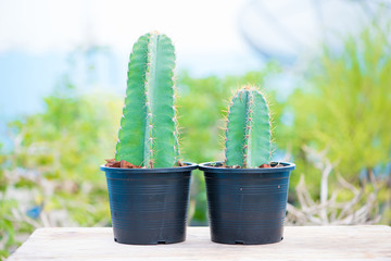 Closed up cactus in flower pot
