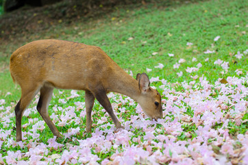 Wild female hog deer.