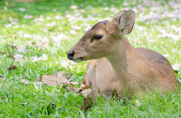 Hog deer on green field.