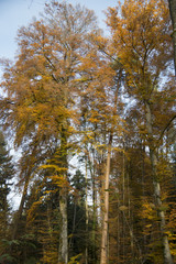 Herbstwald