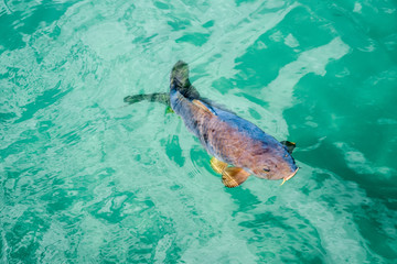 Obraz premium Carp swims quiet on the water surface