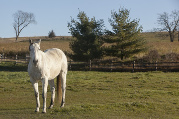 A white horse standing in his paddock with pine trees and split rail fence.