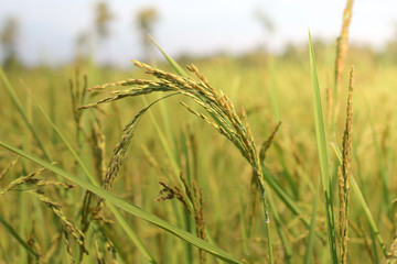 Fresh rice with green leaves background close up