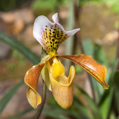 Lady Slipper Orchid Paphiopedilum. Wild orchid flower in Queen Sirikit Botanical Gardens Chiang Mai, Thailand. Blooming orchidea flower.