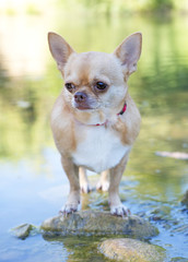 chihuahua in river
