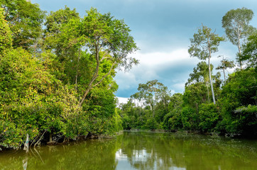 Kinabatangan river, Malaysia, rainforest of Borneo island
