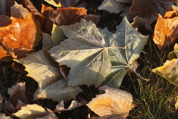 mit Raureif überzogenes verfärbtes Herbstlaub, Wiese