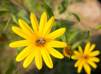yellow flower with a bee sitting on it