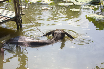 buffalo in water