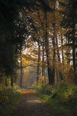 Fototapeta premium Herbstwald