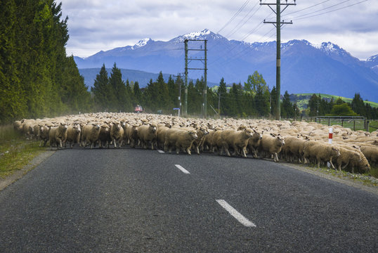 A New Zealand Farmer Moving His Flock Of Sheep Along A Road From One Field To Another