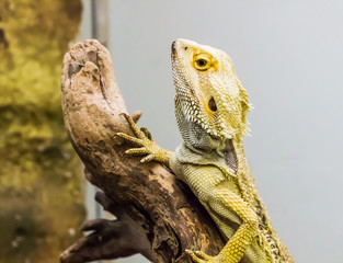 chameleon on wood branch brown / Close Up of lizard on wood branch brown / chameleon