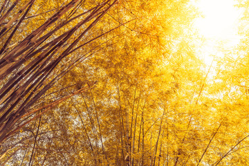Forêt de bambou jaune