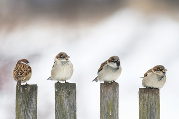 four funny birds Sparrow sitting on an old wooden fence and looking in different directions